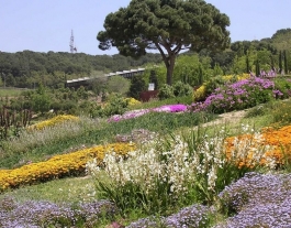 Planta’t al Botànic (Barcelona, cada primer diumenge de mes). Font: 