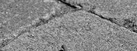 Fulla sola al carrer. Herència_LOPE - www.lphoto.es_ Flickr Font: 