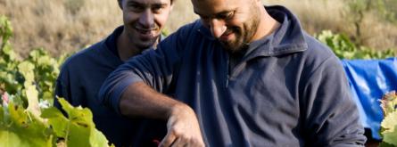 La verema a la cooperativa d'integració social L'Olivera. Foto: L'Olivera