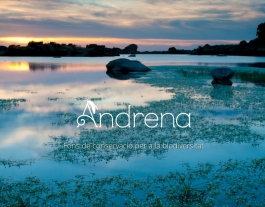 Andrena Font: 