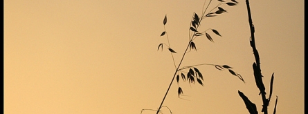 Herbes abraçant-se_dayangchi_Flickr