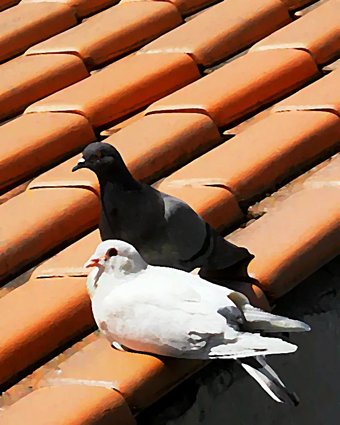 Dos coloms. Dependència_S. Reachers_Flickr