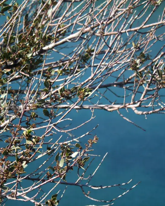 Fulles d'un arbre i el mar de fons. Biodiversitat_la veu de Nanuk_Flickr Fulles d'un arbre i el mar de fons. Biodiversitat_la veu de Nanuk_Flickr
