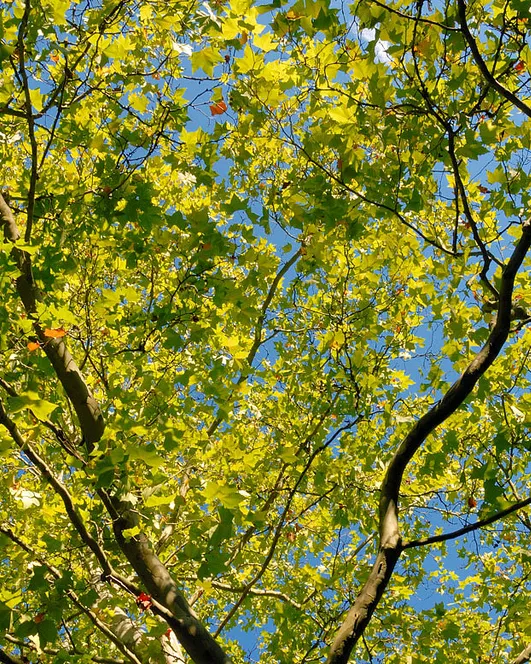 Arbre_ Medi Ambient. Generalitat de Catalunya_Flickr