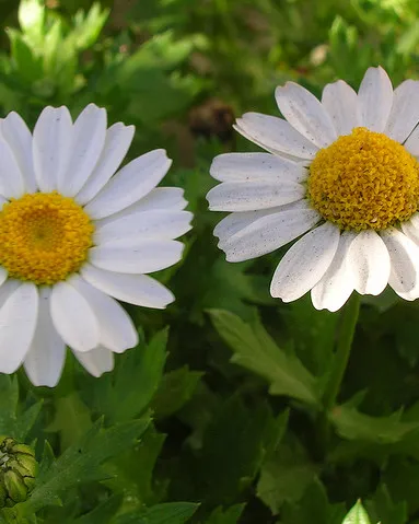Dues flors iguals i diferents_grivas2k_Flickr