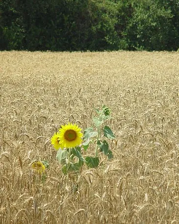 Girasol en mig d'un camp de blat_23hq.com/ciberado_Flickr Girasol en mig d'un camp de blat_23hq.com/ciberado_Flickr