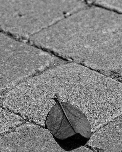 Fulla sola al carrer. Herència_LOPE - www.lphoto.es_ Flickr Fulla sola al carrer. Herència_LOPE - www.lphoto.es_ Flickr