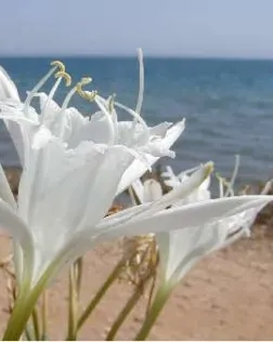 Lliri de mar (imatge: GEPEC)