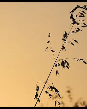 Herbes abraçant-se_dayangchi_Flickr Herbes abraçant-se_dayangchi_Flickr