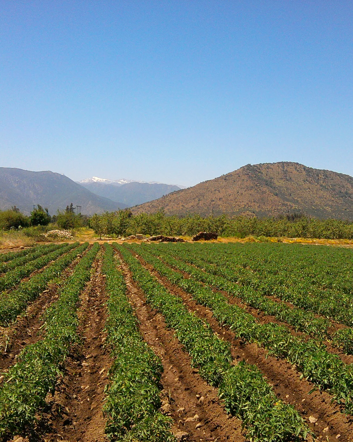 Camp de tomàquets.