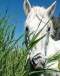 Visita de descoberta a la Reserva Natural de Sebes.