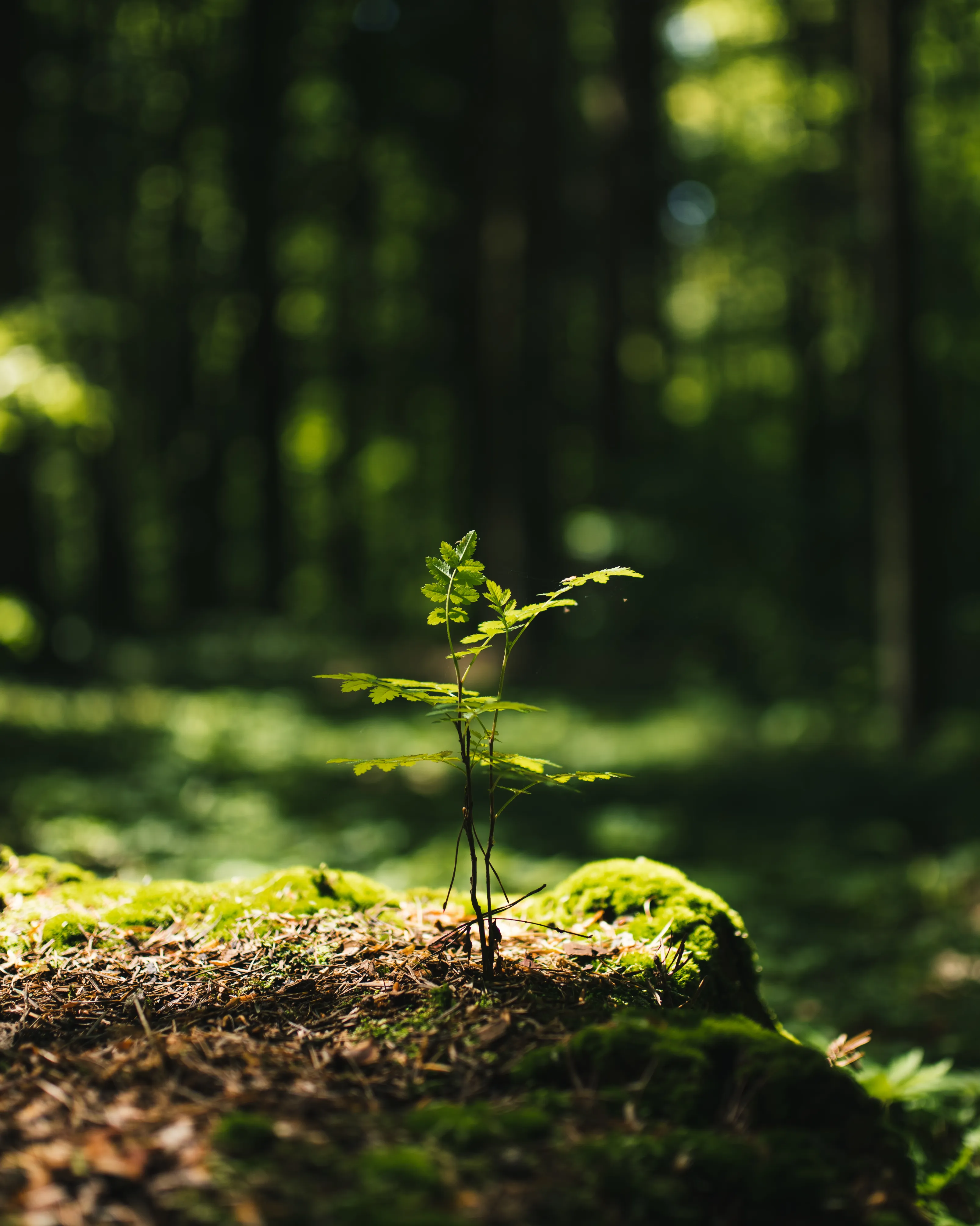 Primer pla d'una planta creixent en un bosc.