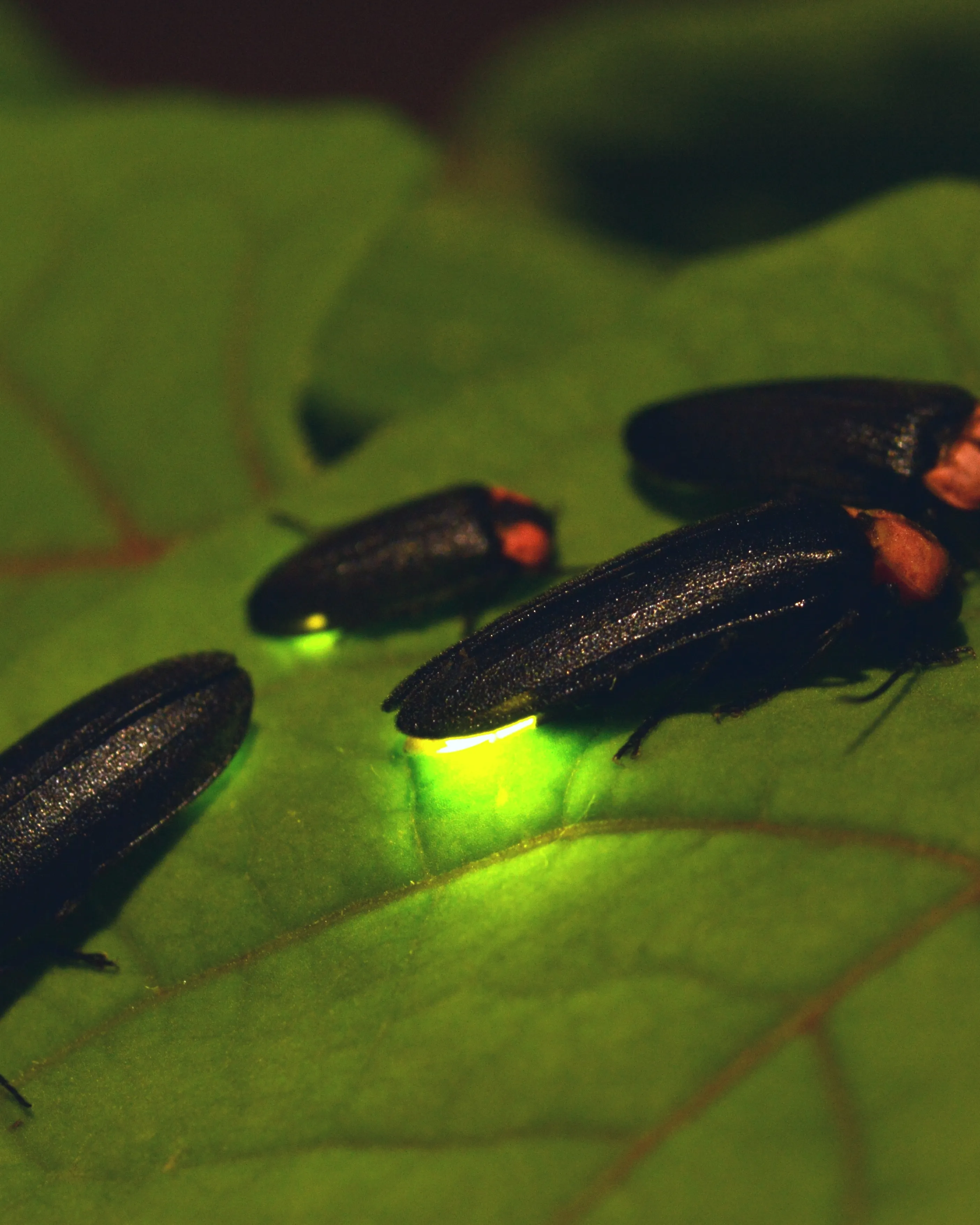 Una imatge de cuques de llum per representar l'activitat de cens de l'insecte.