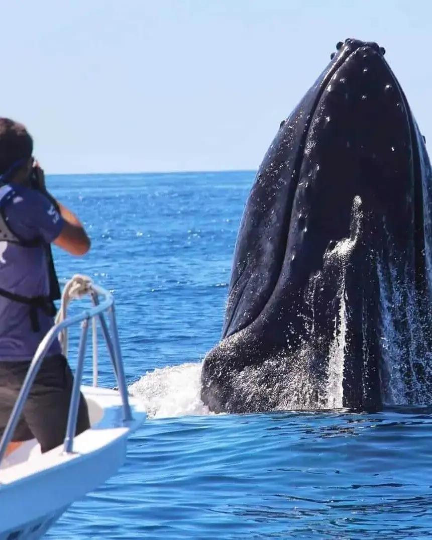 Persona fotografiant una balena amb el cap fora de l'aigua des d'un vaixell.