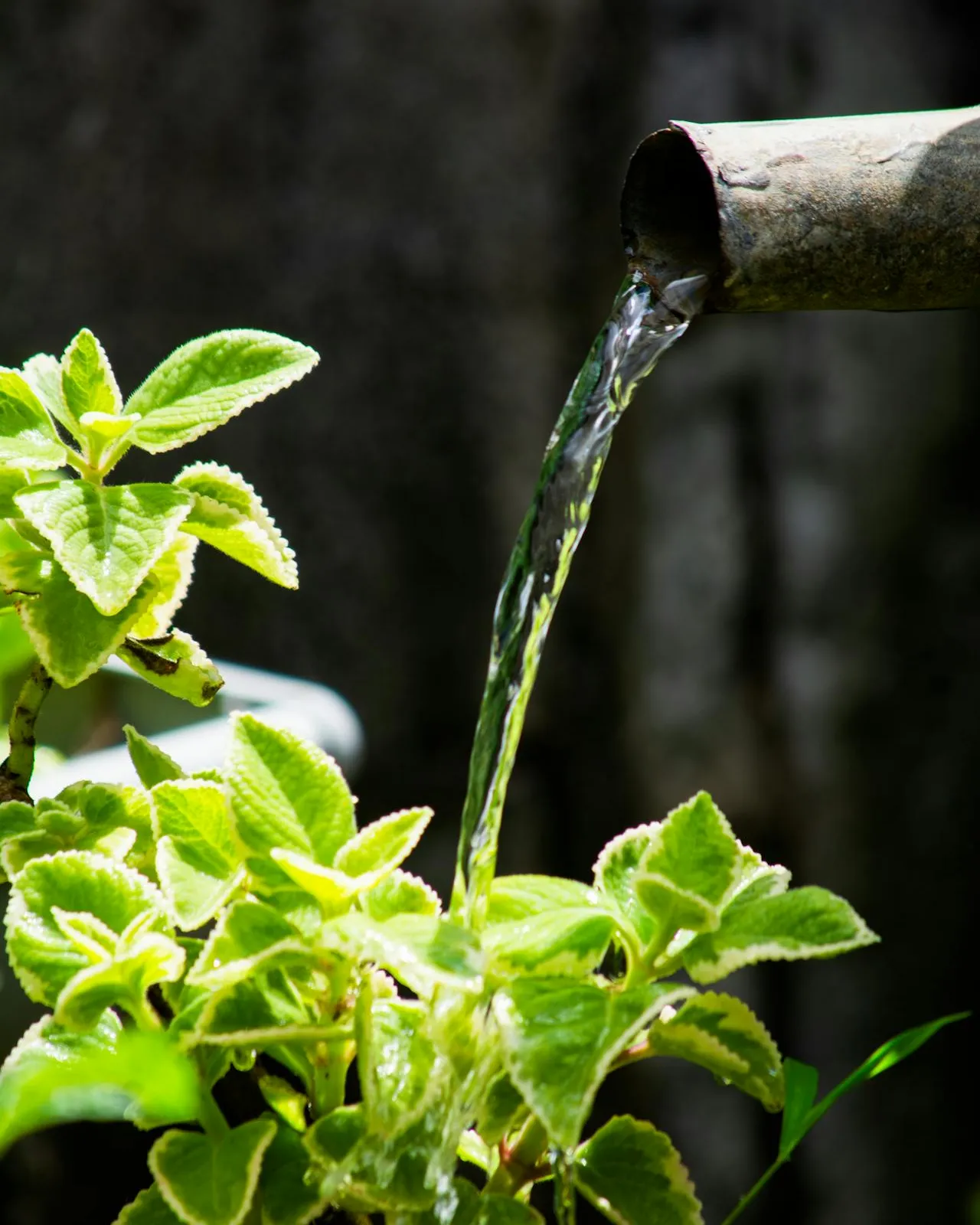 Canonada d'aigua regant una planta.