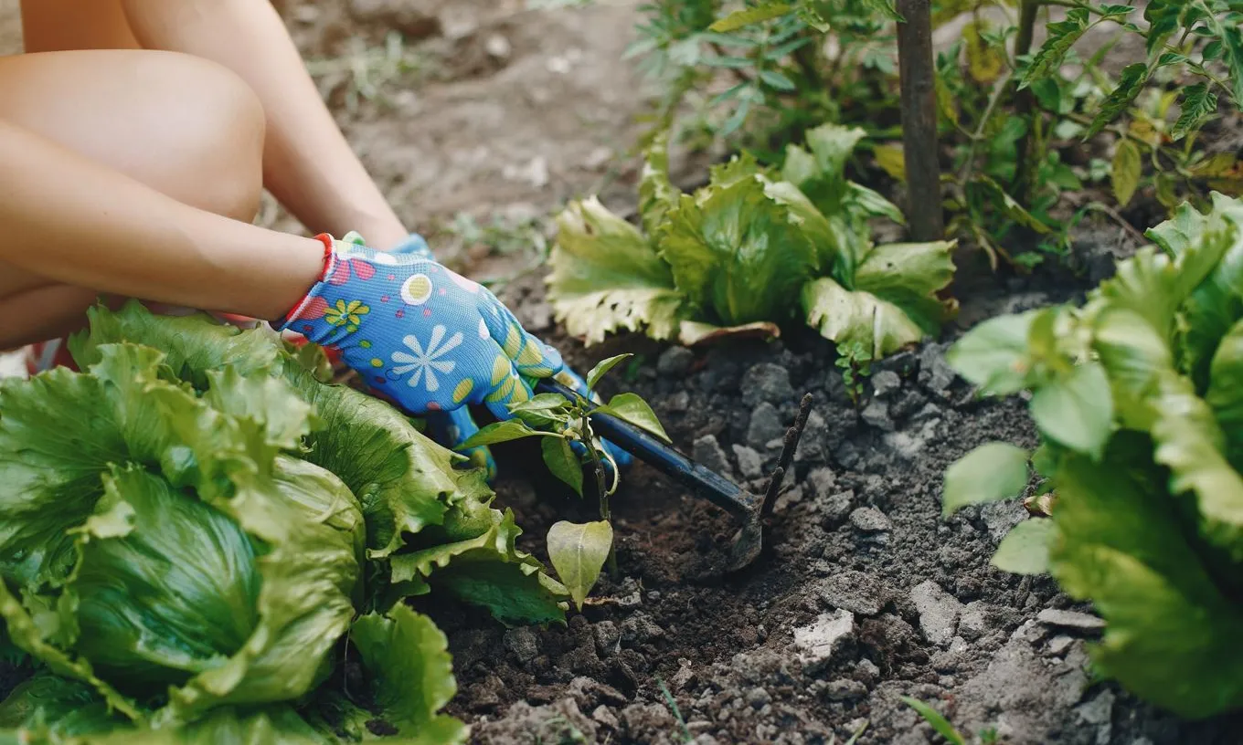 Els horts comunitaris, espais que han proliferat a ciutats i pobles de Catalunya.