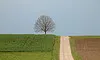 Fotografia d'un arbre. Galeria de Adnan Yahya a Flickr. 