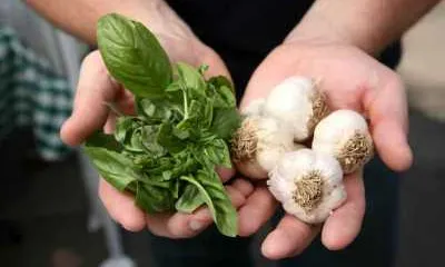 Fira de productes agroecològics