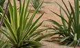 Califòrnia (foto: Jardí Botànic de Barcelona)