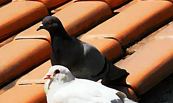 Dos coloms. Dependència_S. Reachers_Flickr Dos coloms. Dependència_S. Reachers_Flickr