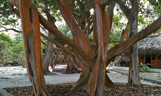 Metàfora de l'arbre, Mario Carvajal (Flicker)