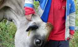 Nen amb una vaca al Centre Rural d'Estudis Los Senderos, a Colòmbia