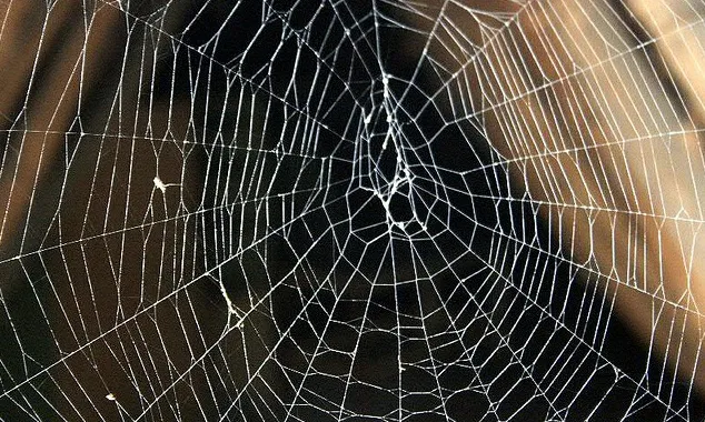 Una teranyina s'aguanta per nombrosos fils. Font: sergi.gisbert (flickr)