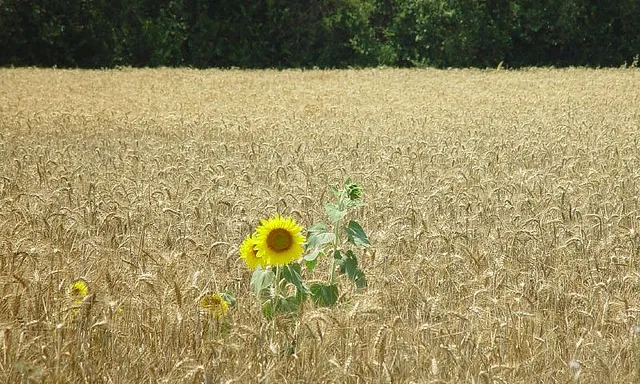 Girasol en mig d'un camp de blat_23hq.com/ciberado_Flickr Girasol en mig d'un camp de blat_23hq.com/ciberado_Flickr