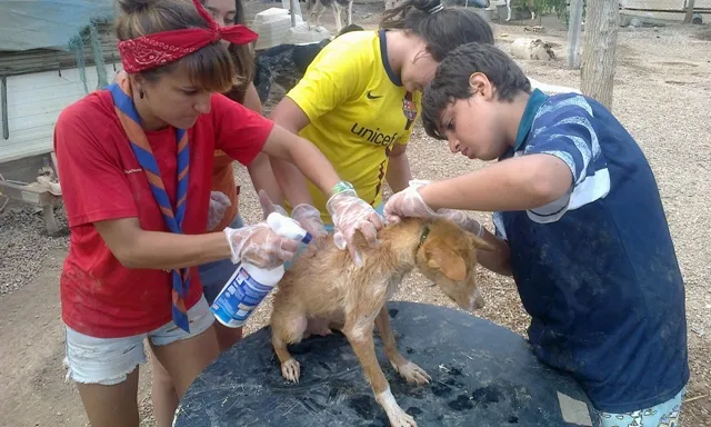 L'Agrupament Escolta i Guia Roc del Migdia duent a terme un projecte d'ApS.