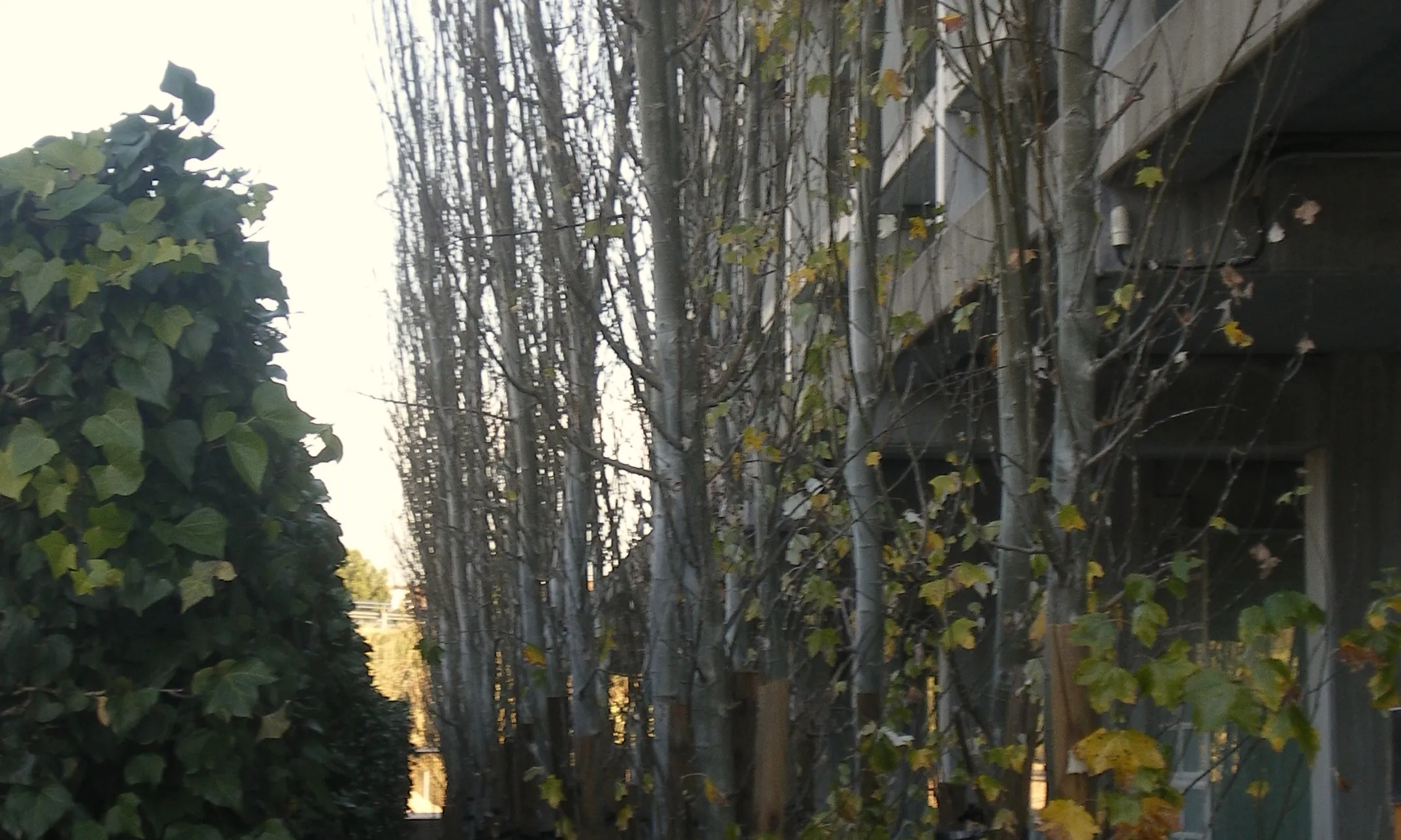 Xops plantats davant la facultat d'Economia i Empresa de la URV. Font: URV