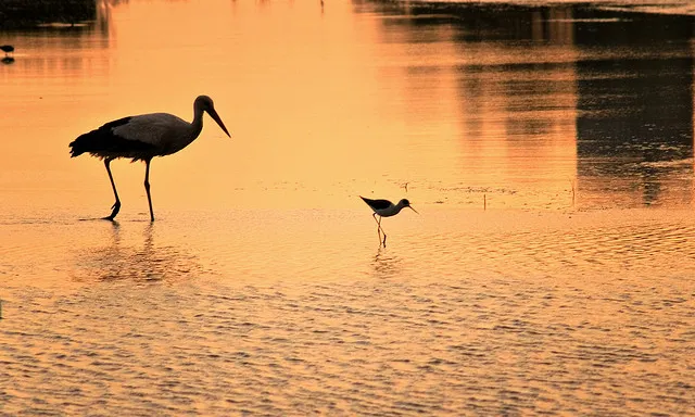 Aiguamolls de l'Empordà. Font: oscarhm (flickr)