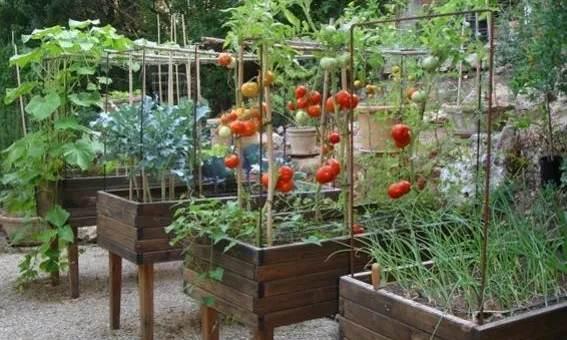 Horts didàctics familiars (imatge: Associació Mediambiental La Sínia)