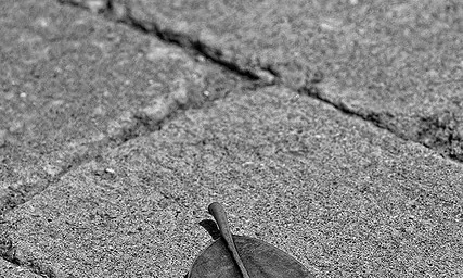 Fulla sola al carrer. Herència_LOPE - www.lphoto.es_ Flickr Fulla sola al carrer. Herència_LOPE - www.lphoto.es_ Flickr
