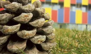 Imatge pinya Fundació Catalana de l'Esplai