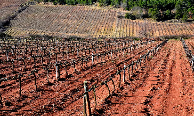 Vinyes del Penedès