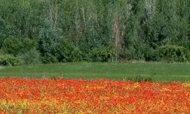 Aspectes clau de conservació del patrimoni natural de Catalunya 