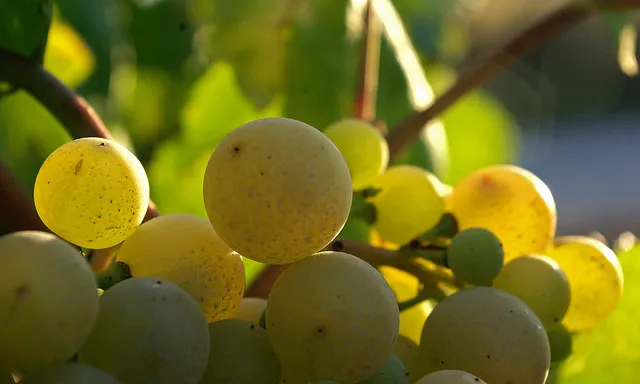 Enoturisme al Penedès