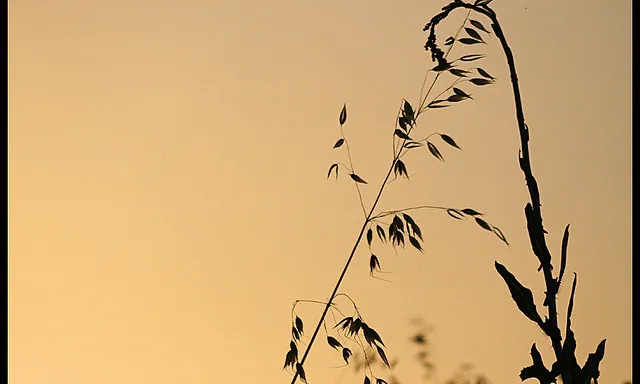 Herbes abraçant-se_dayangchi_Flickr Herbes abraçant-se_dayangchi_Flickr