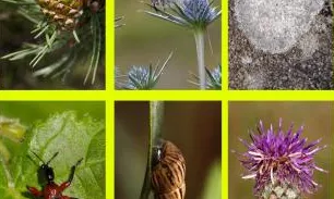 Biodiversidad Virtual