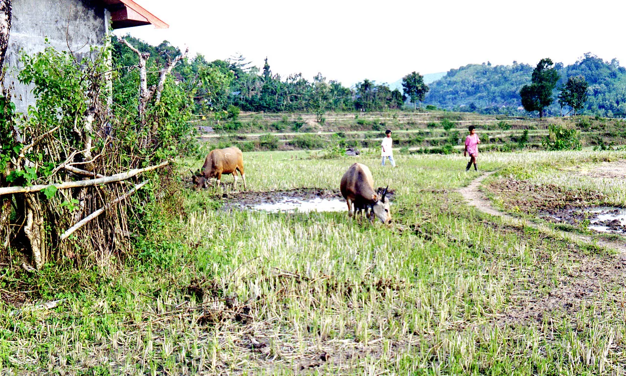 Illa de Sumbawa, realitat agrícola 