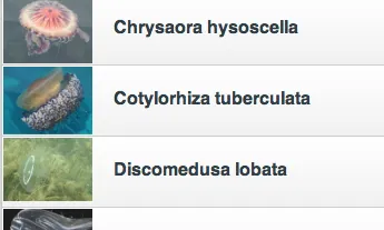 www.medJelly.com