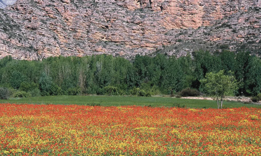 La conservació del patrimoni natural a Catalunya: problemàtica, anàlisi i oportu