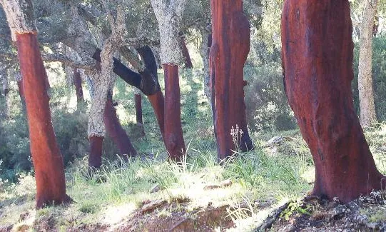  Bosc de sureres mediterrànies (imatge; menfri.eu)