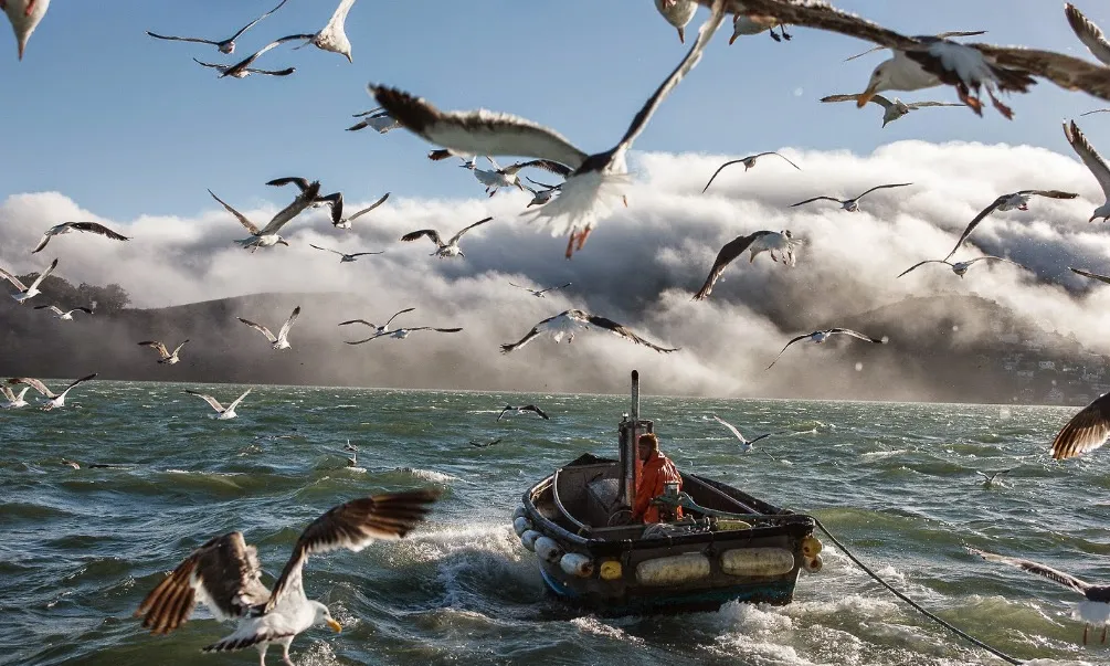 Imatge d'un pescador i la seva relació diària amb el mar i les aus marines (imatge; seabirdstagram.blogspot.com)