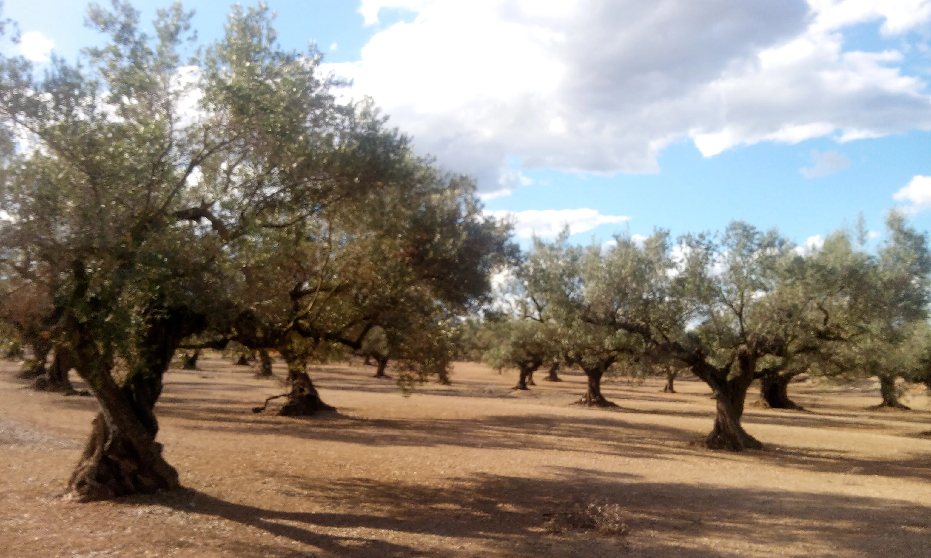 Oliveres al Monstià (imatge:flickr.com/diluvi)