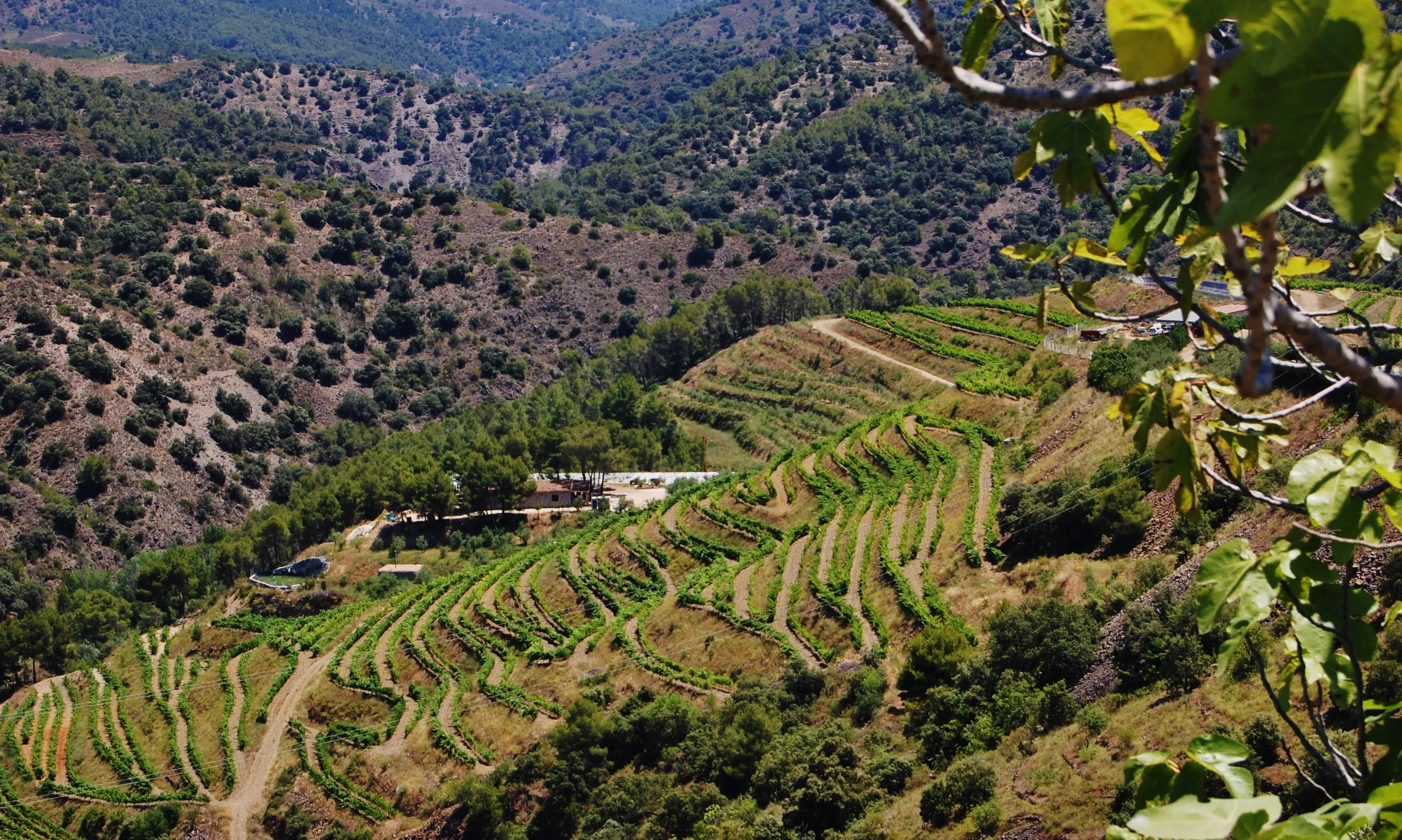 Les vinyes a les feixes del Priorat històric (imatge: flickr.com/Maria Rosa Ferré)