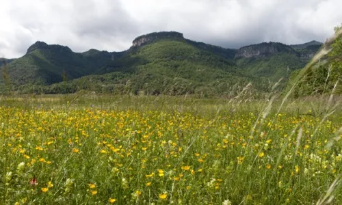 La recupeació ecològica i paisatgística de les pastures és un dels projectes de Paisatges Vius (imatge: paisatgesvius.org)