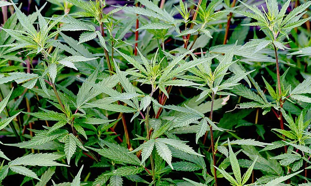 Planta de cannabis (Font: flickr.com)