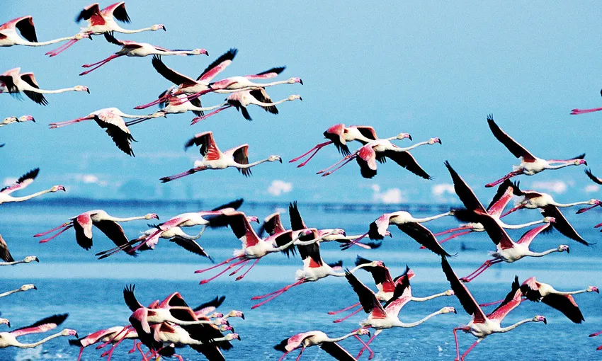 Flamencs sobrevolant el Parc Natural del Delta de l'Ebre (imatge; catalunya.com)