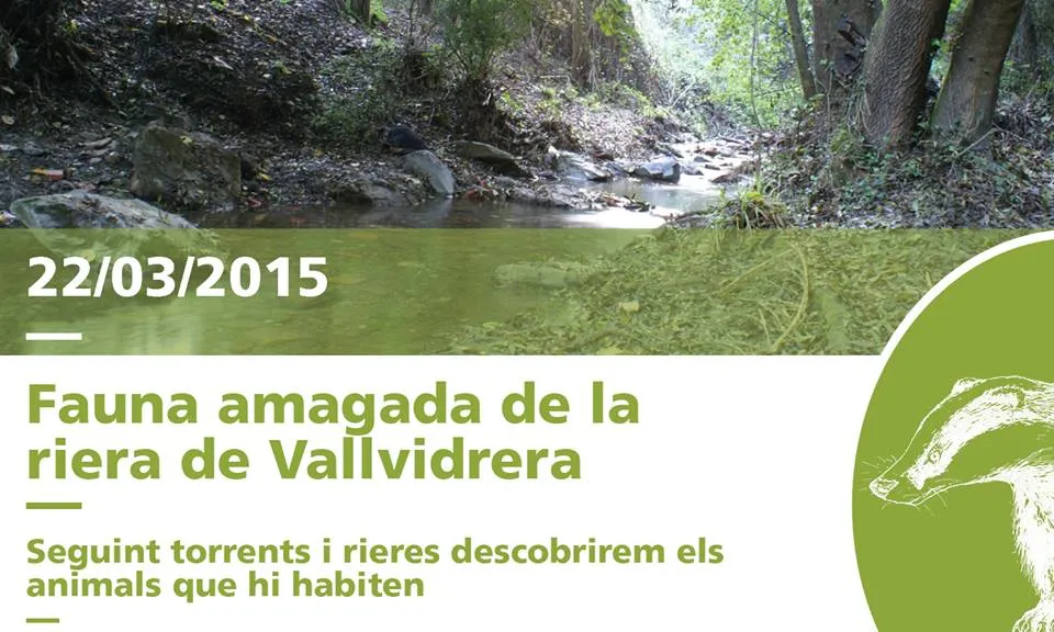 La fauna als torrents i rieres de Collserola (imatge: Parc Natural de Collserola)